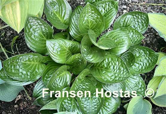 Hosta Midnight Oil